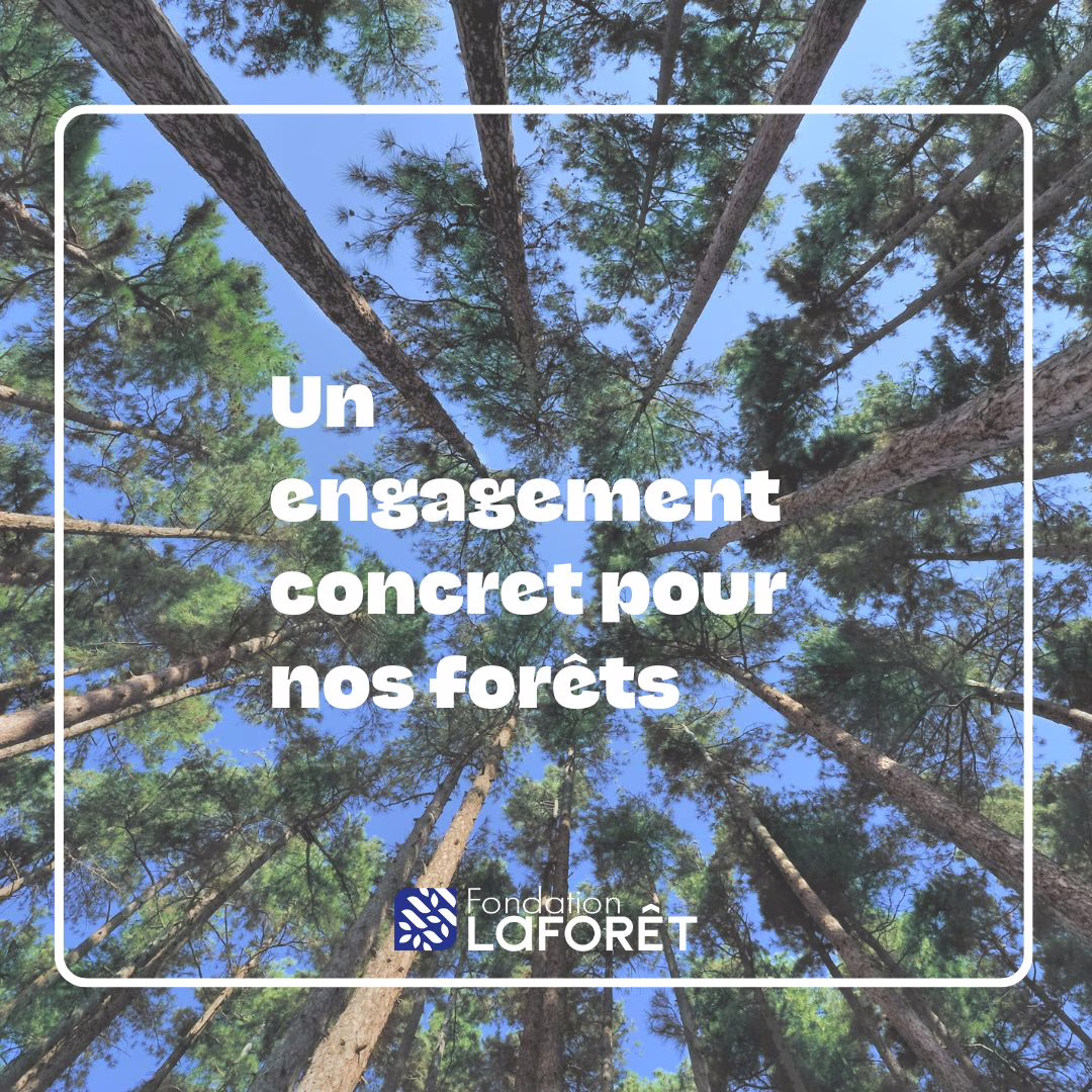 Affiche Fondation Laforêt - engagement pour nos forêts en France